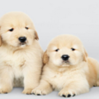 Pet Store For Sale in Indianapolis Metro Market