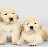 Pet Store For Sale in Indianapolis Metro Market